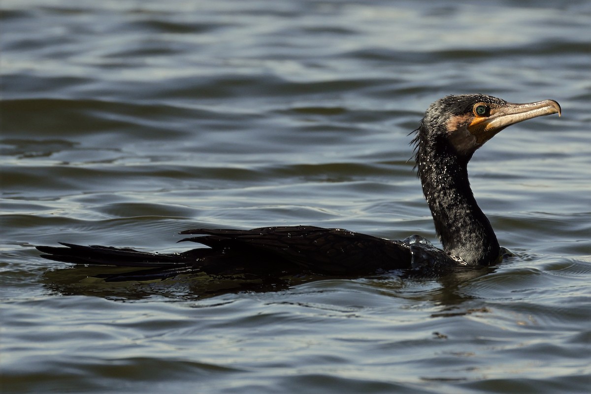 Great Cormorant - ML631898639