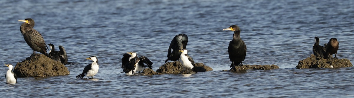 Great Cormorant - ML631898640