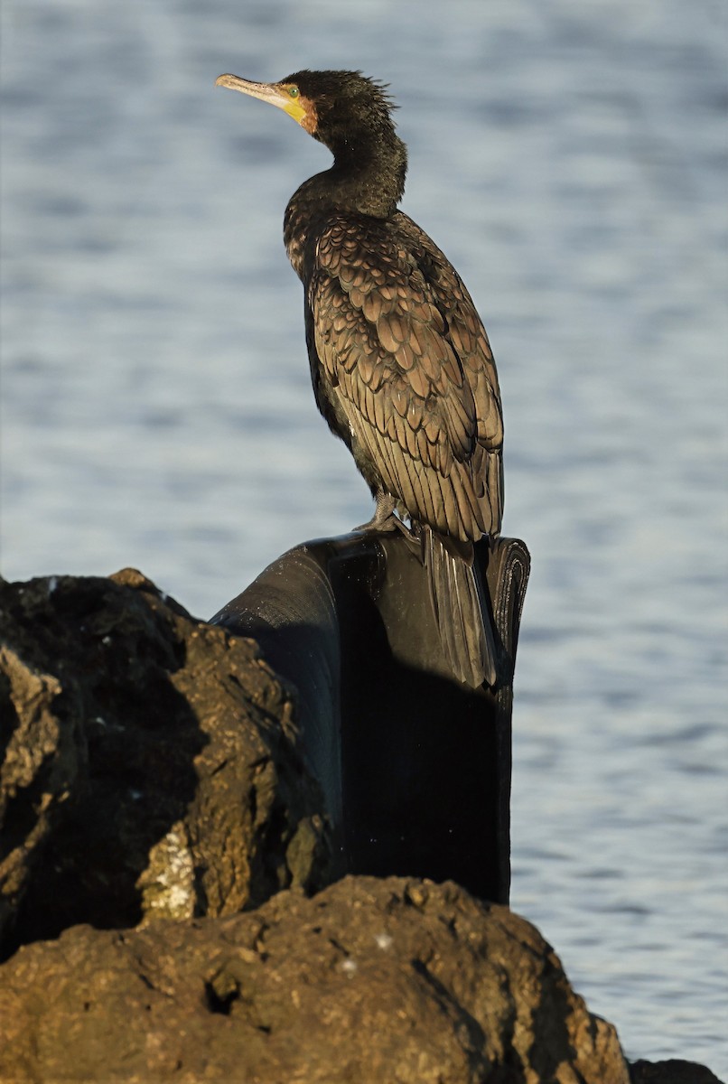 Great Cormorant - ML631898651