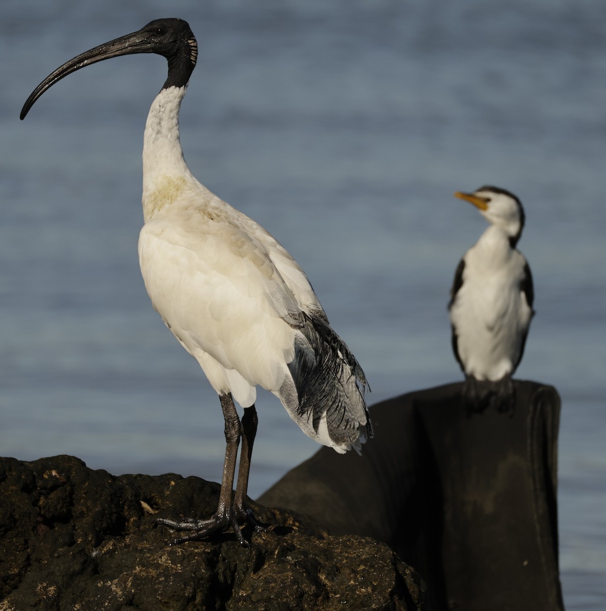 Australian Ibis - ML631898664