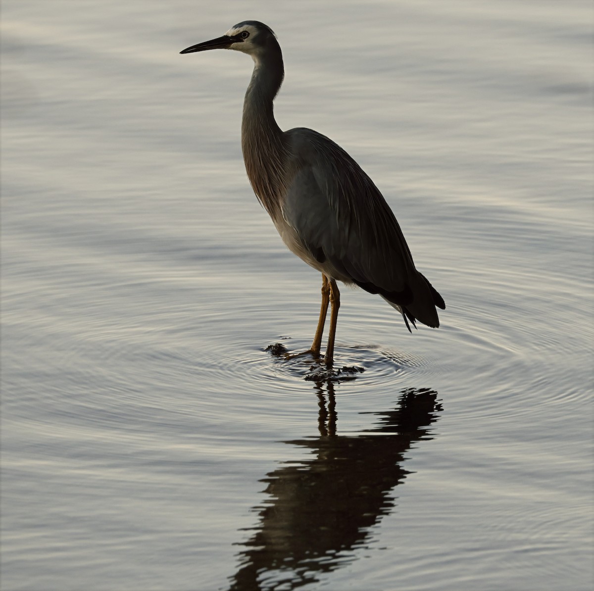 White-faced Heron - ML631898669