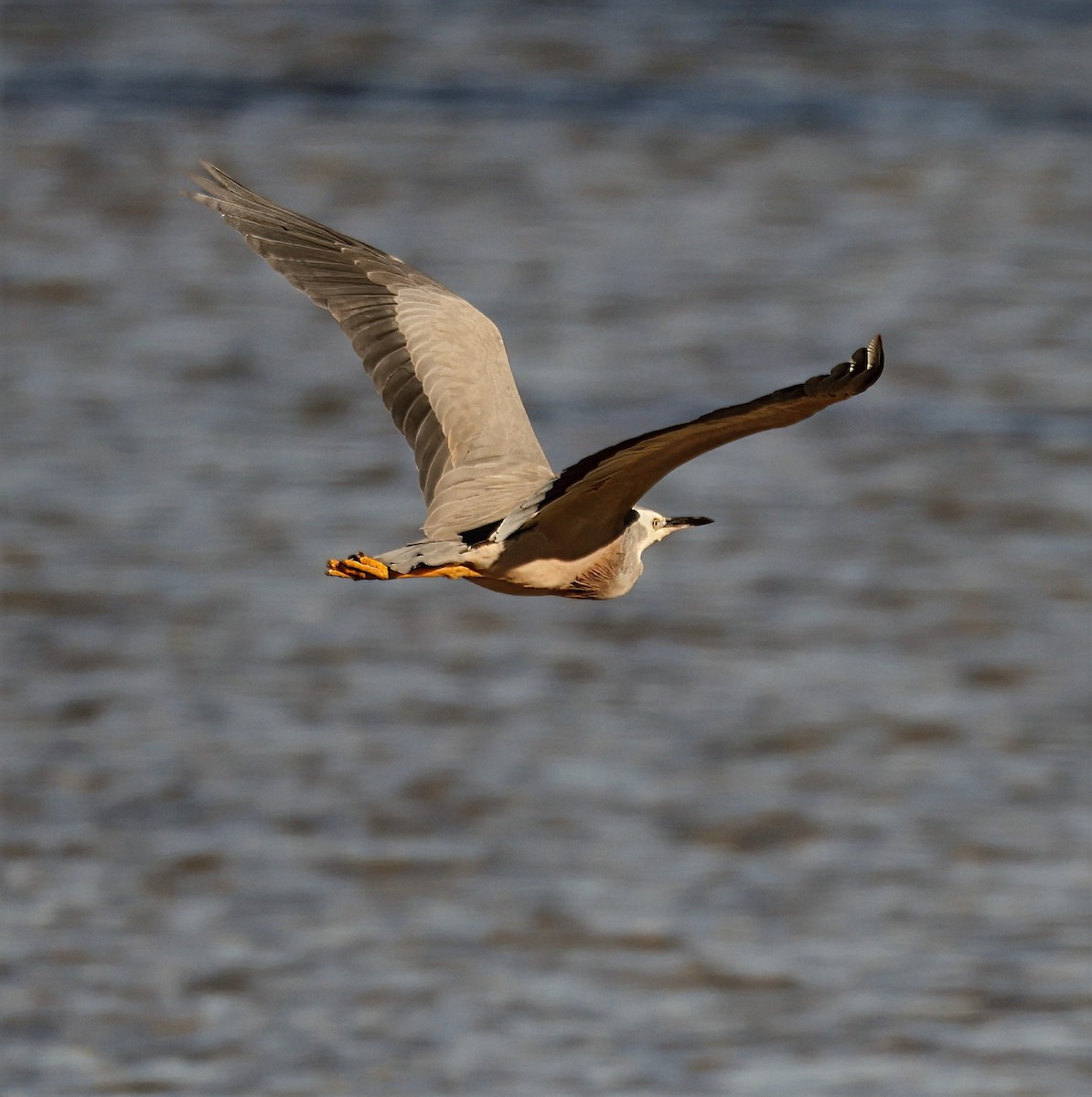 White-faced Heron - ML631898696