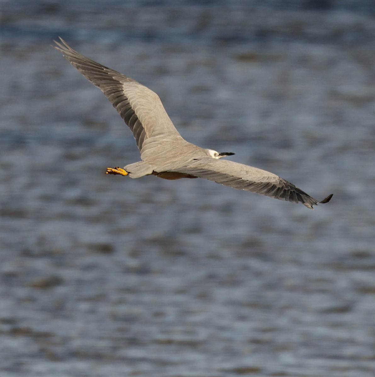 White-faced Heron - ML631898697