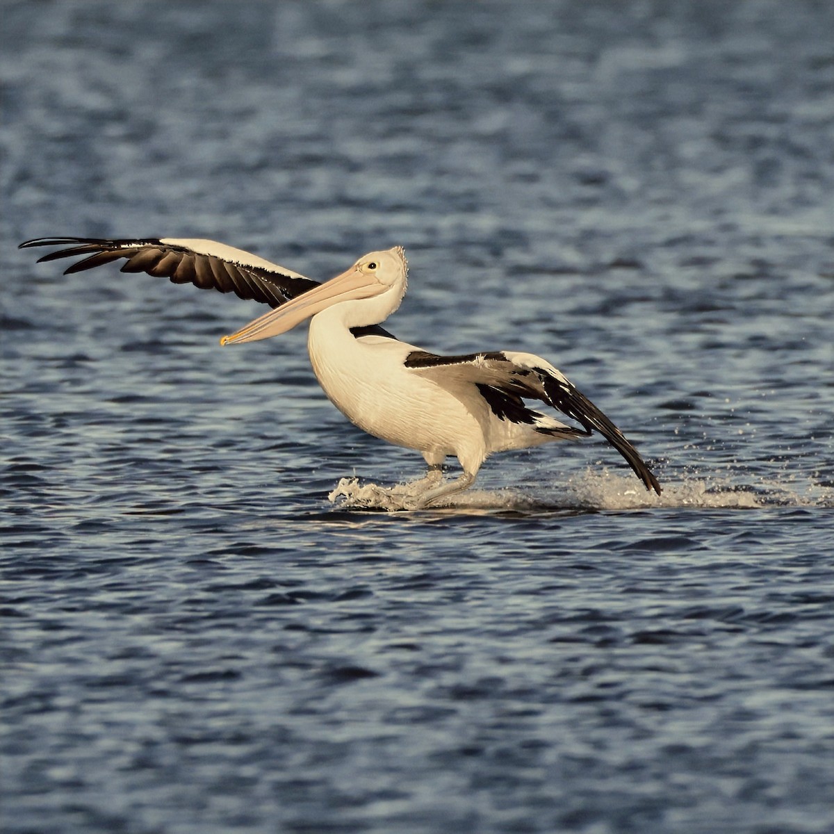 Australian Pelican - ML631898705