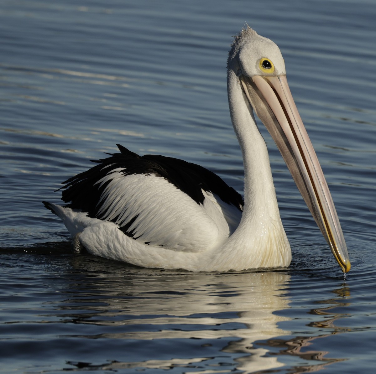 Australian Pelican - ML631898706