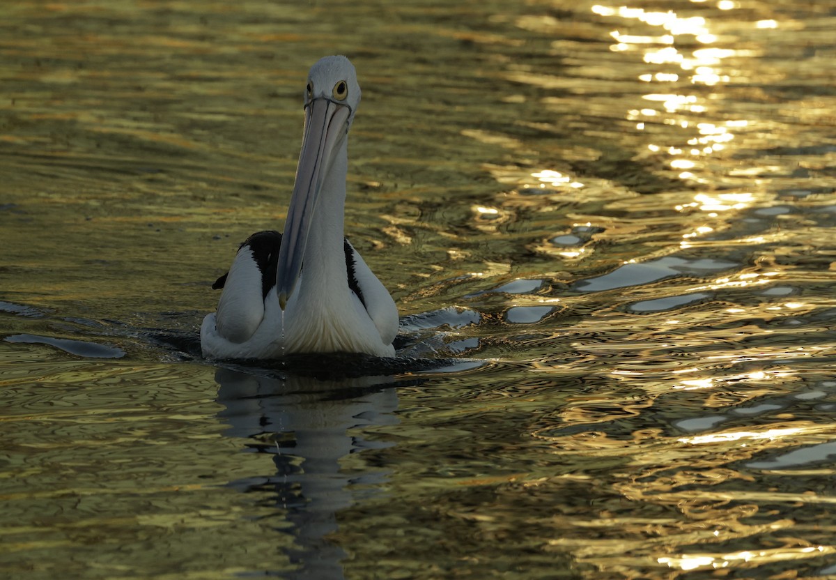 Australian Pelican - ML631898707