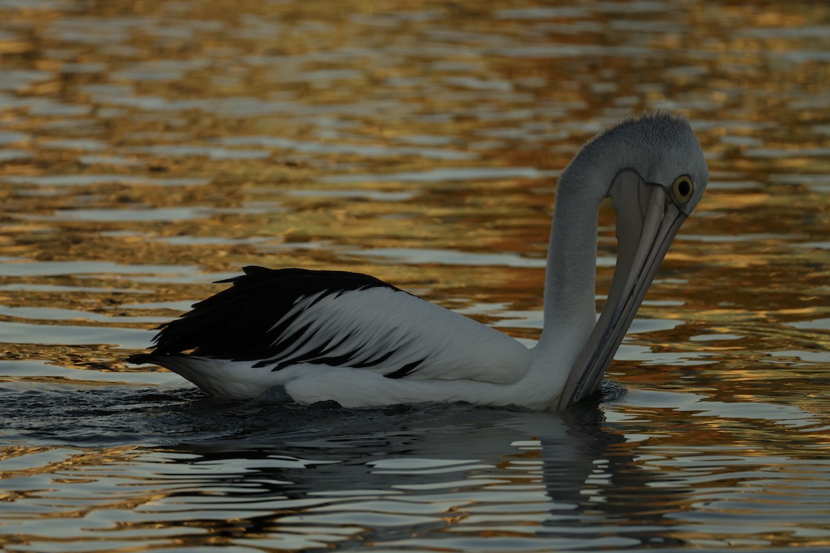Australian Pelican - ML631898708