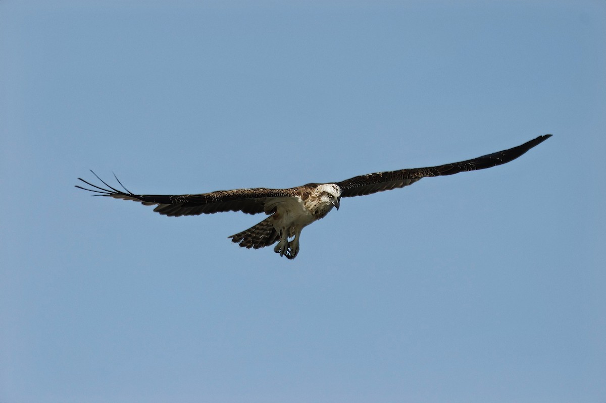 Osprey - ML631898716