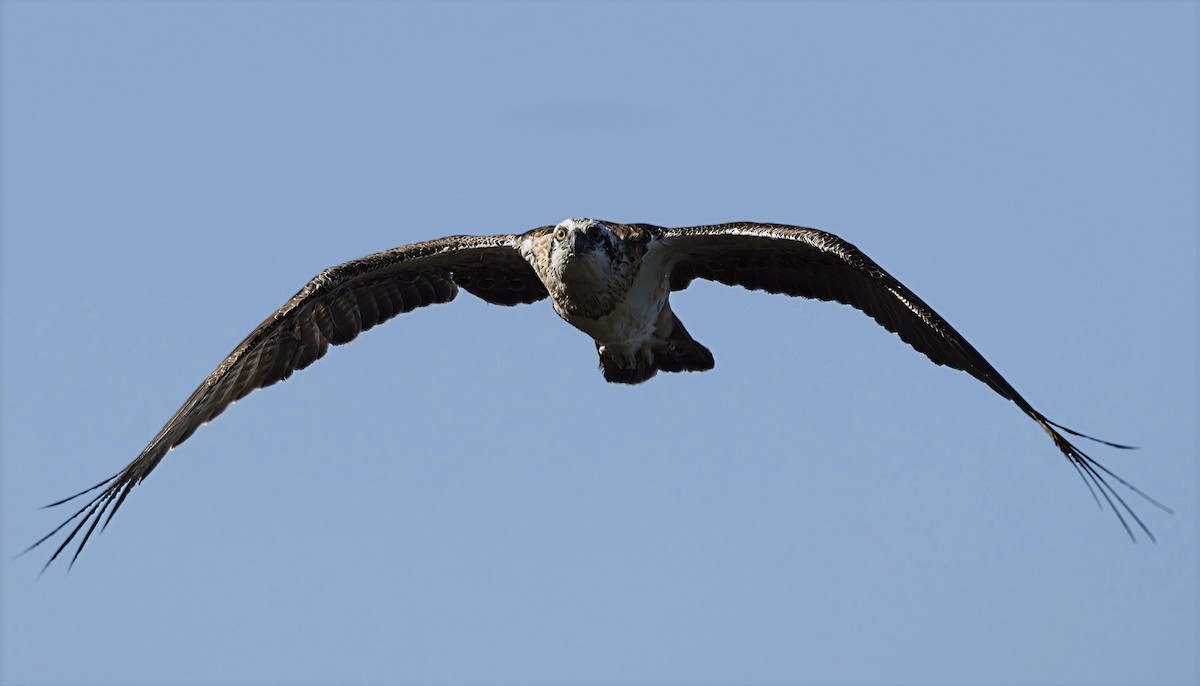 Osprey - ML631898717