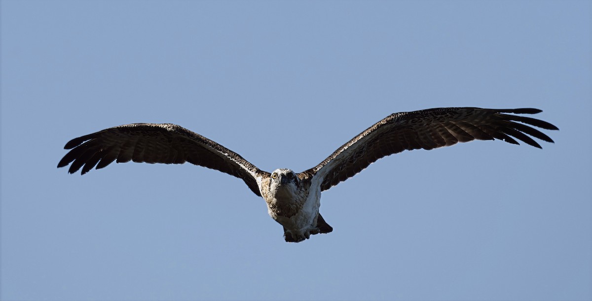 Osprey - ML631898718