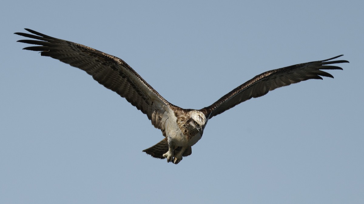 Osprey - ML631898719