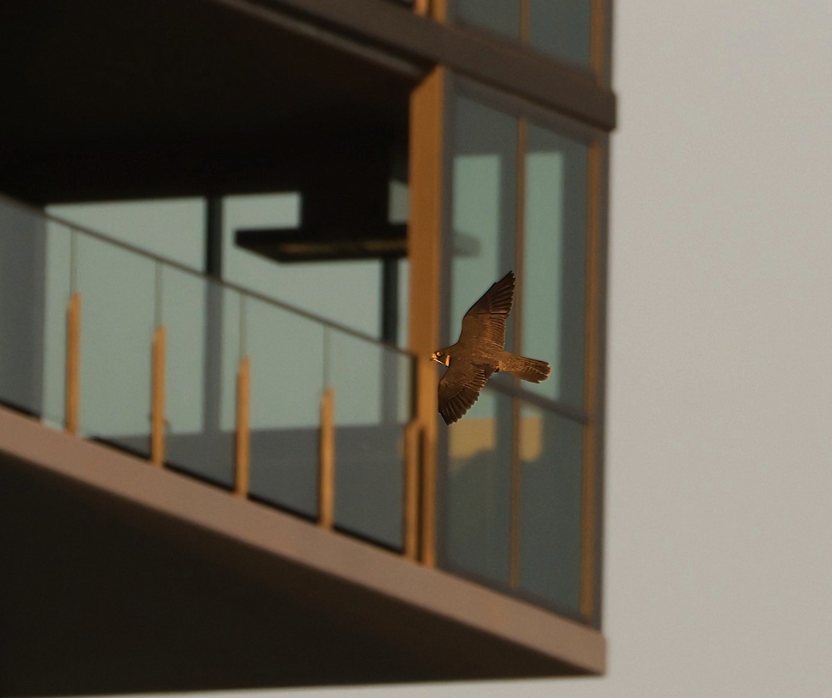 Peregrine Falcon - ML631898728