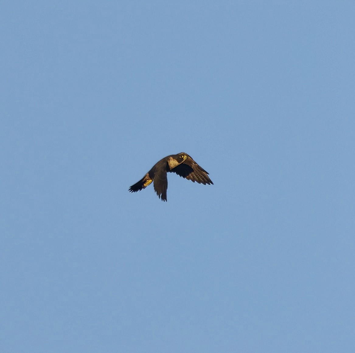 Peregrine Falcon - ML631898729