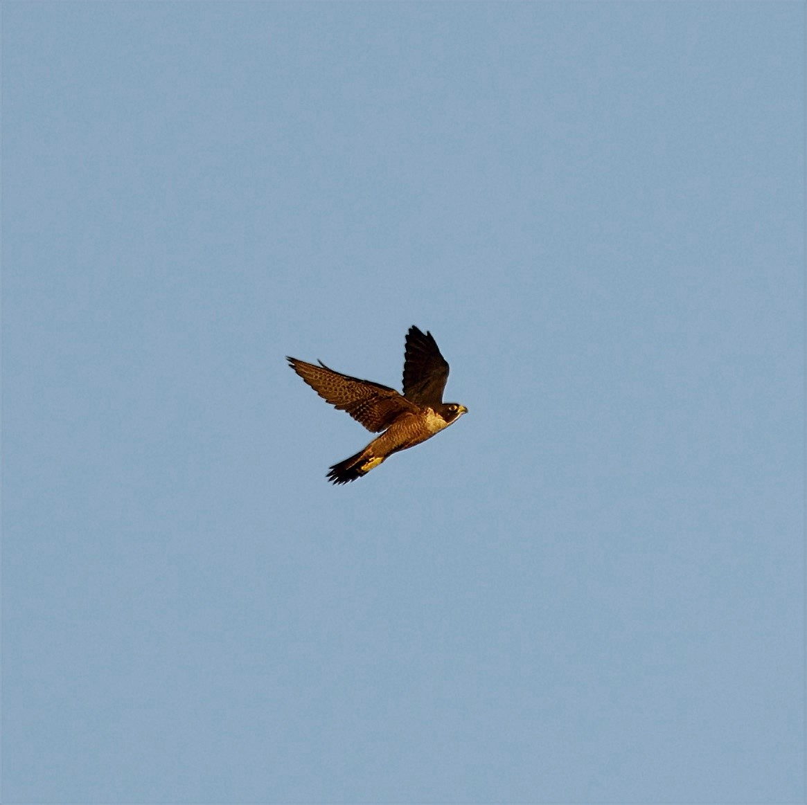 Peregrine Falcon - ML631898730