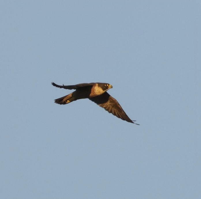 Peregrine Falcon - ML631898731