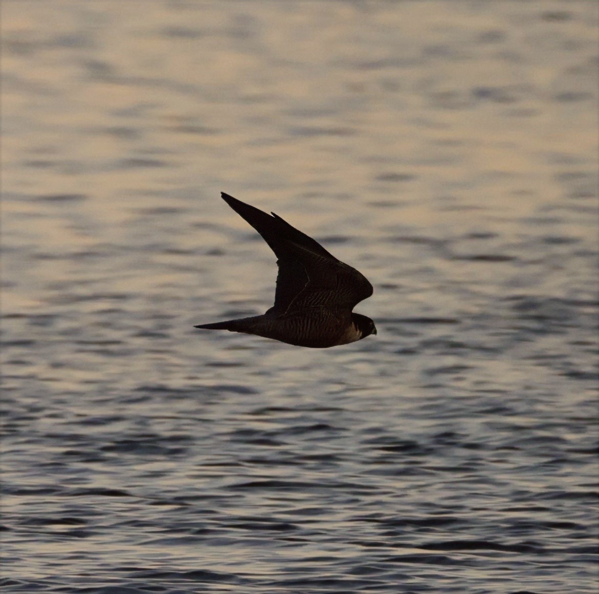 Peregrine Falcon - ML631898732