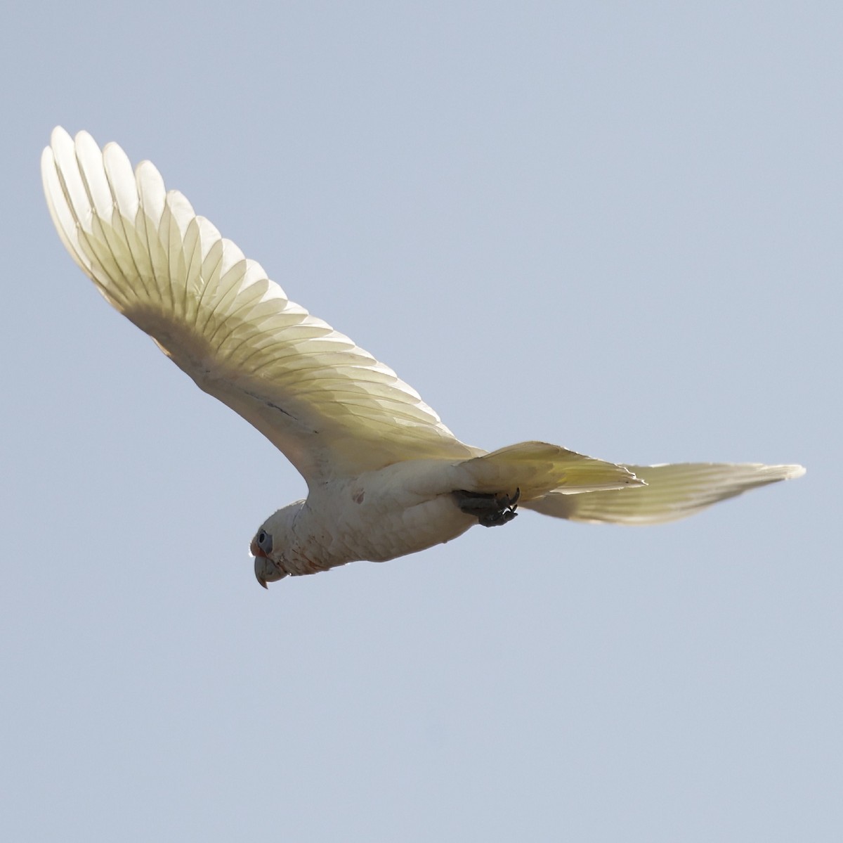 Long-billed Corella - ML631898741