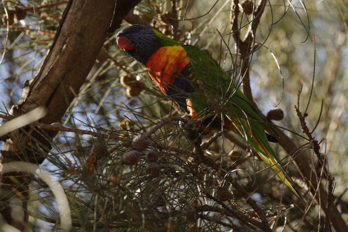 Rainbow Lorikeet - ML631898743