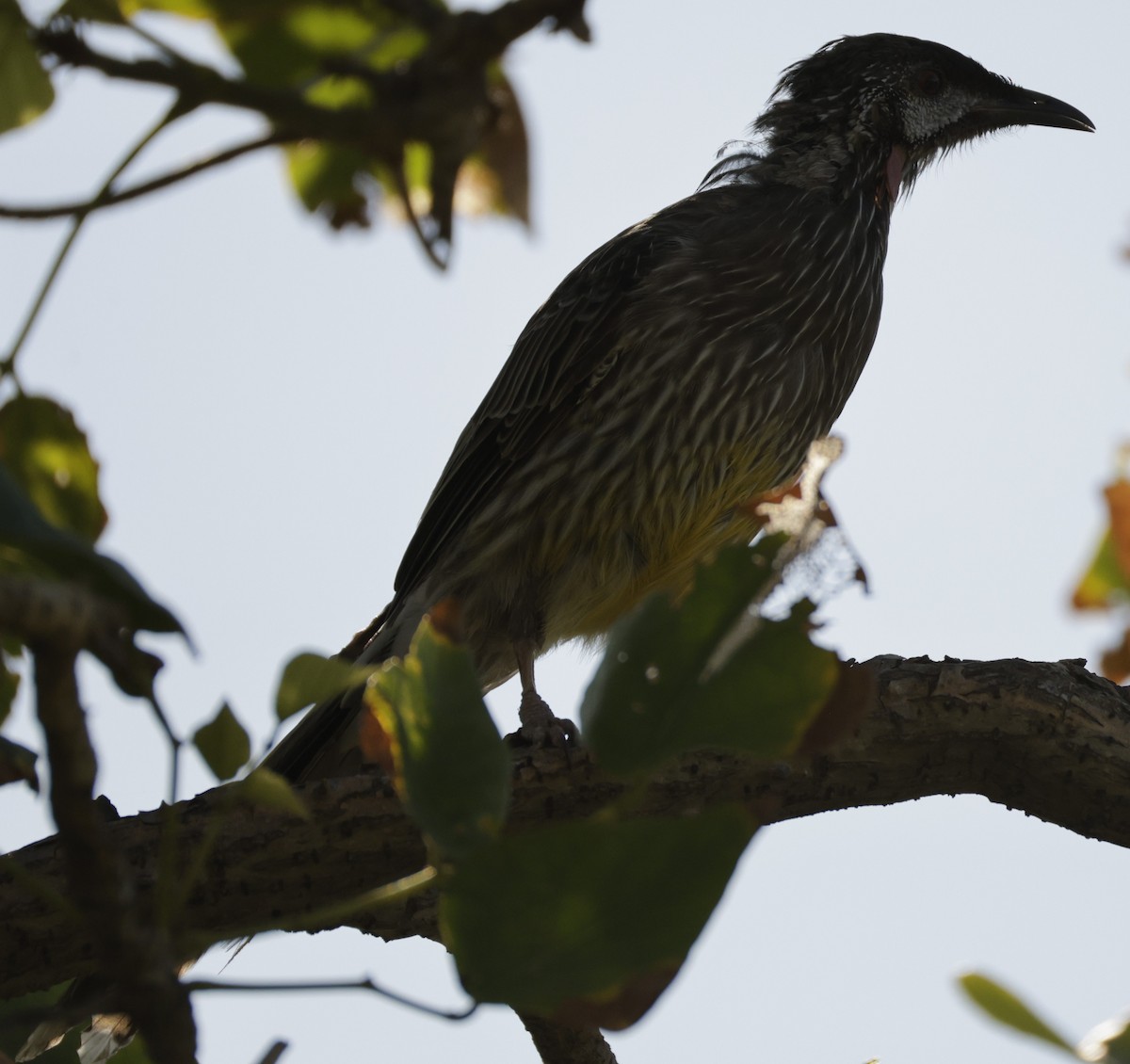 Red Wattlebird - ML631898748