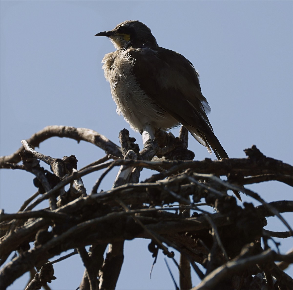 Singing Honeyeater - ML631898753