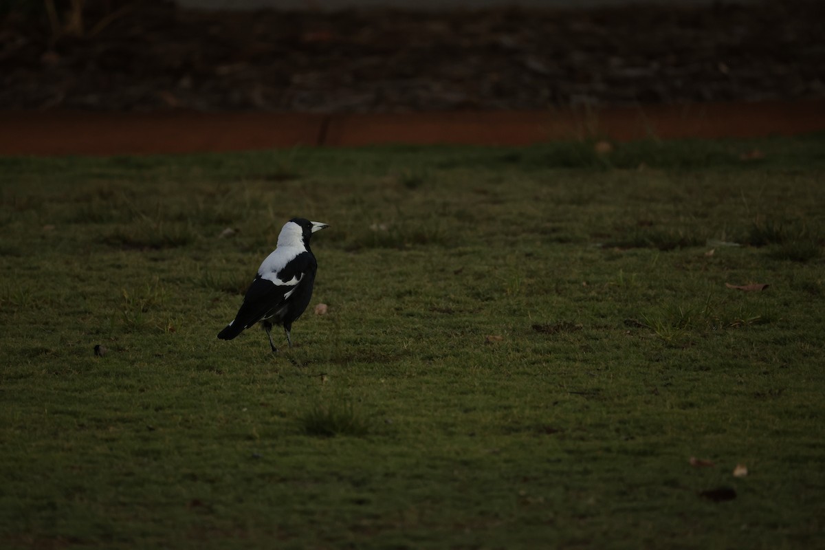 Australian Magpie - ML631898856