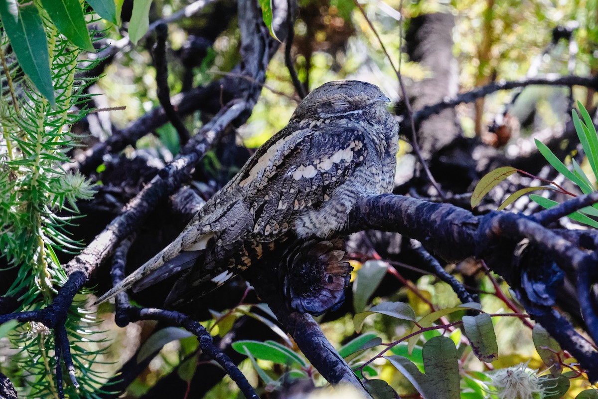 ヨーロッパヨタカ - ML631898860