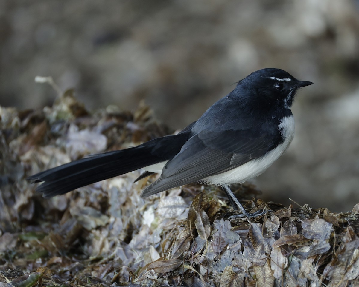 Willie-wagtail - ML631898862