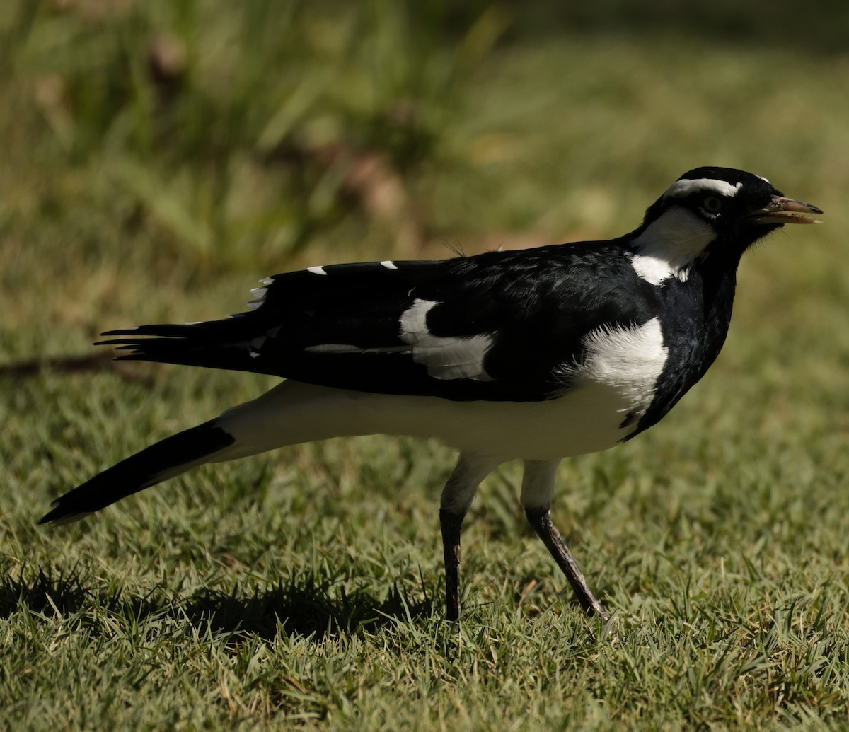 Magpie-lark - ML631898869