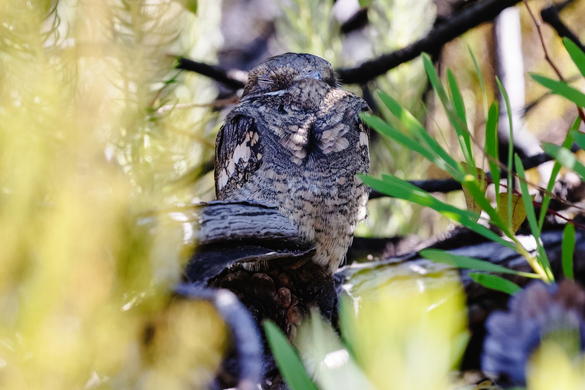 ヨーロッパヨタカ - ML631898873