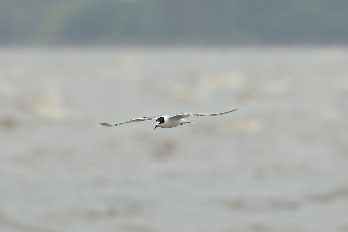 Common Tern - ML631898882