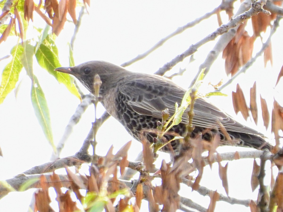 Boğmaklı Ardıç (alpestris) - ML631899328