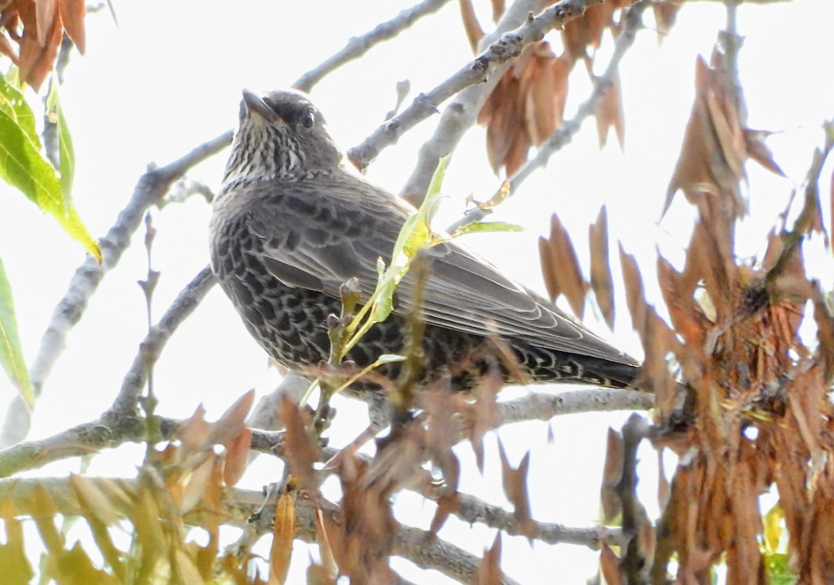 Boğmaklı Ardıç (alpestris) - ML631899330