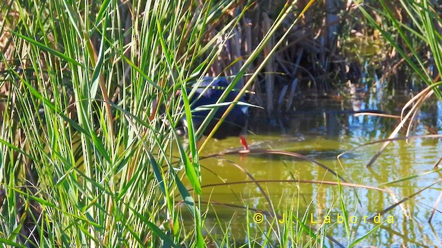 セイケイ - ML631899362