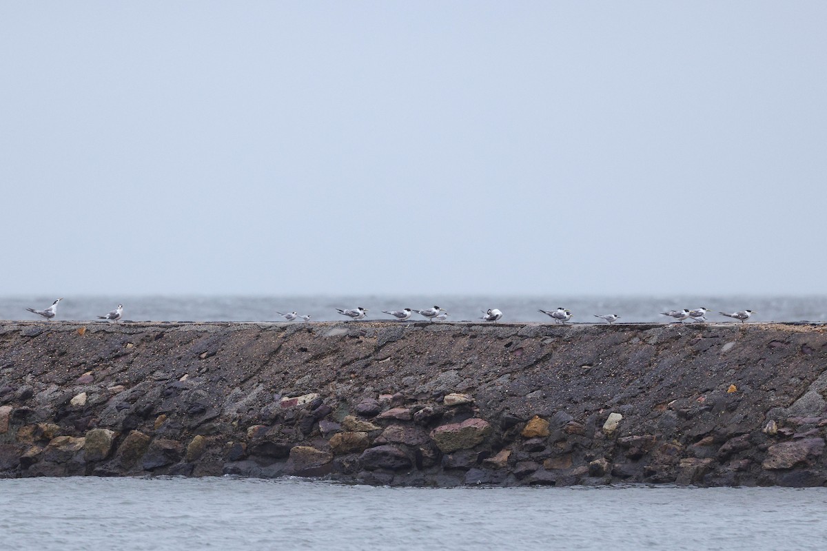 Common Tern - ML631899410