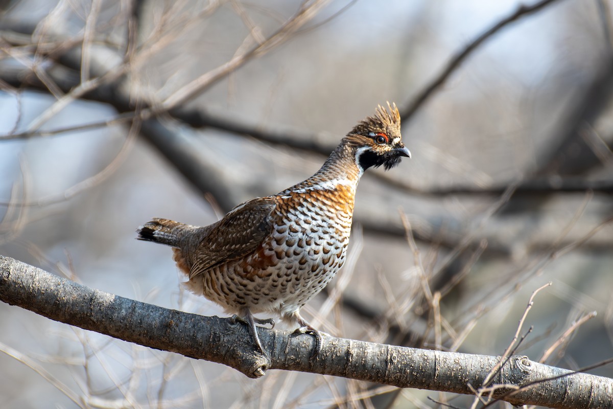 Hazel Grouse - ML631899471