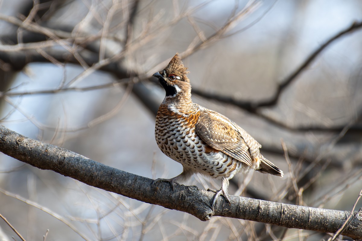 Hazel Grouse - ML631899472