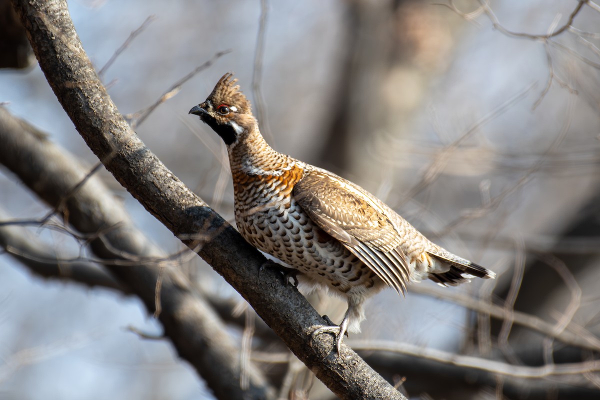 Hazel Grouse - ML631899473