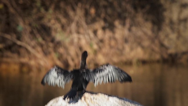 Little Cormorant - ML631899480