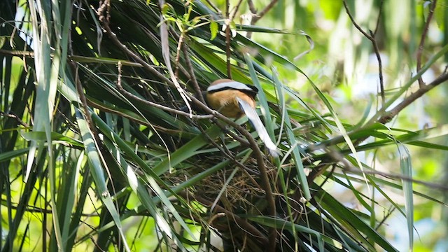 Rufous Treepie - ML631899494