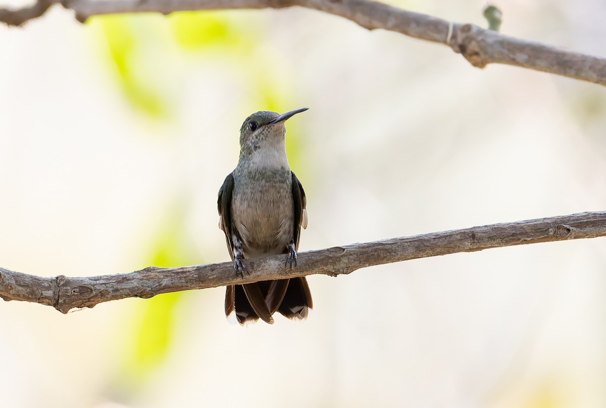 Diamantina Sabrewing - ML631899537