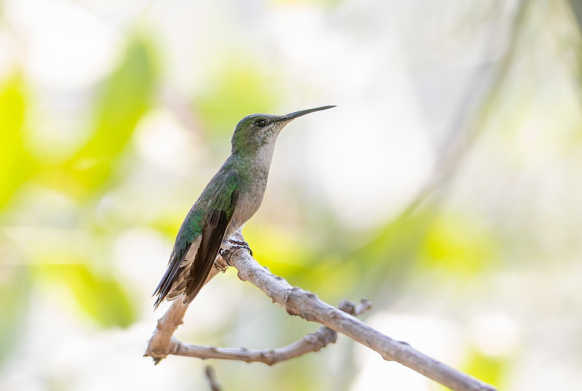 Diamantina Sabrewing - ML631899538