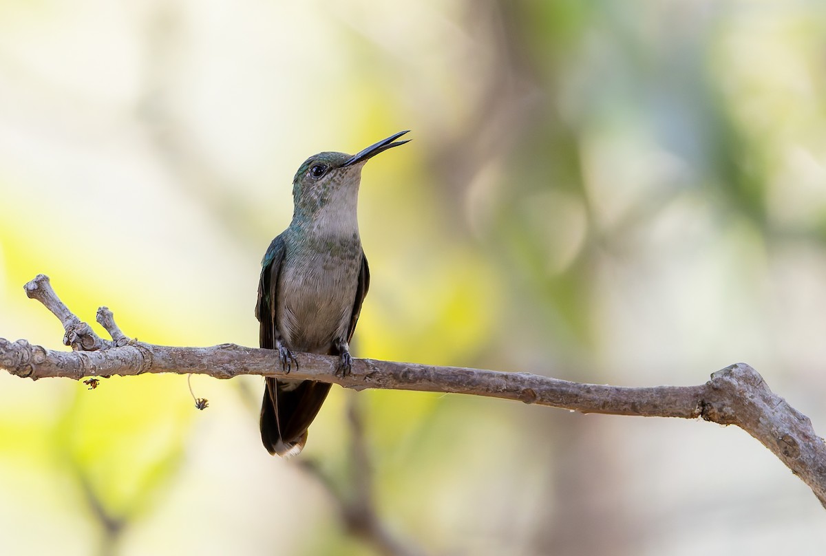 Diamantina Sabrewing - ML631899540