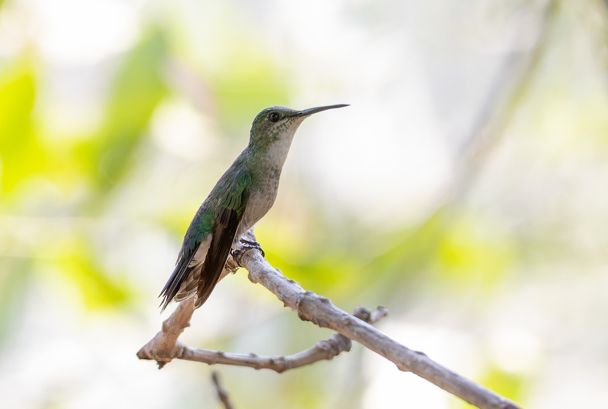 Diamantina Sabrewing - ML631899541