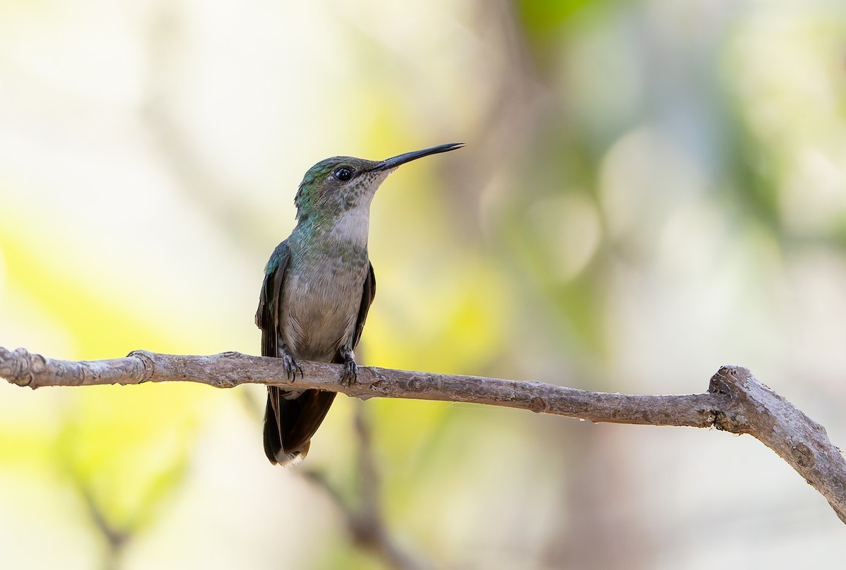 Diamantina Sabrewing - ML631899542