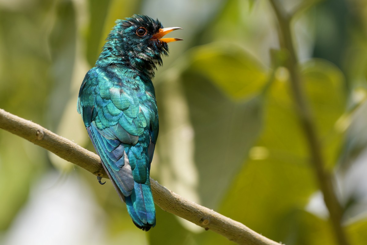 Asian Emerald Cuckoo - ML631899560