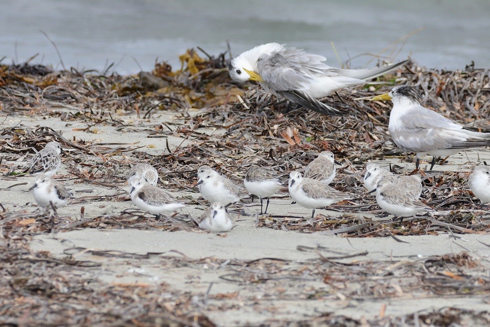 Sanderling - ML631899579