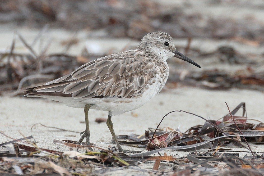 Great Knot - ML631899662