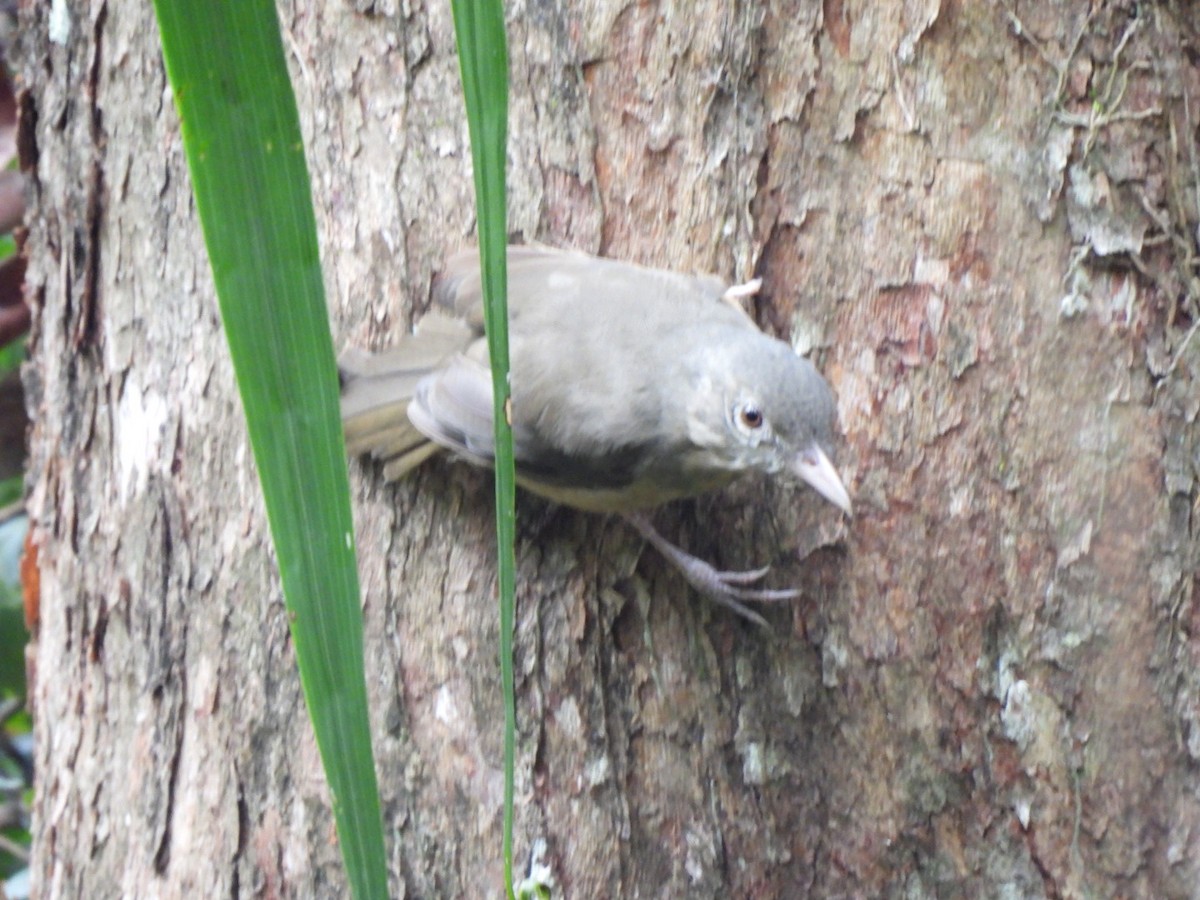 Rufous Shrikethrush - ML631899664