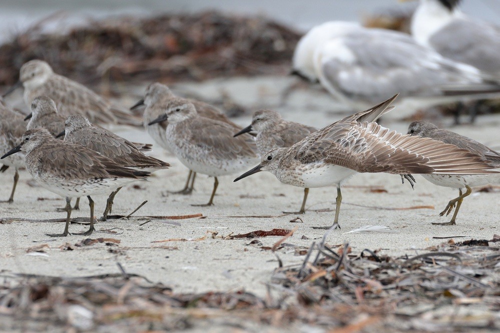 Great Knot - ML631899665
