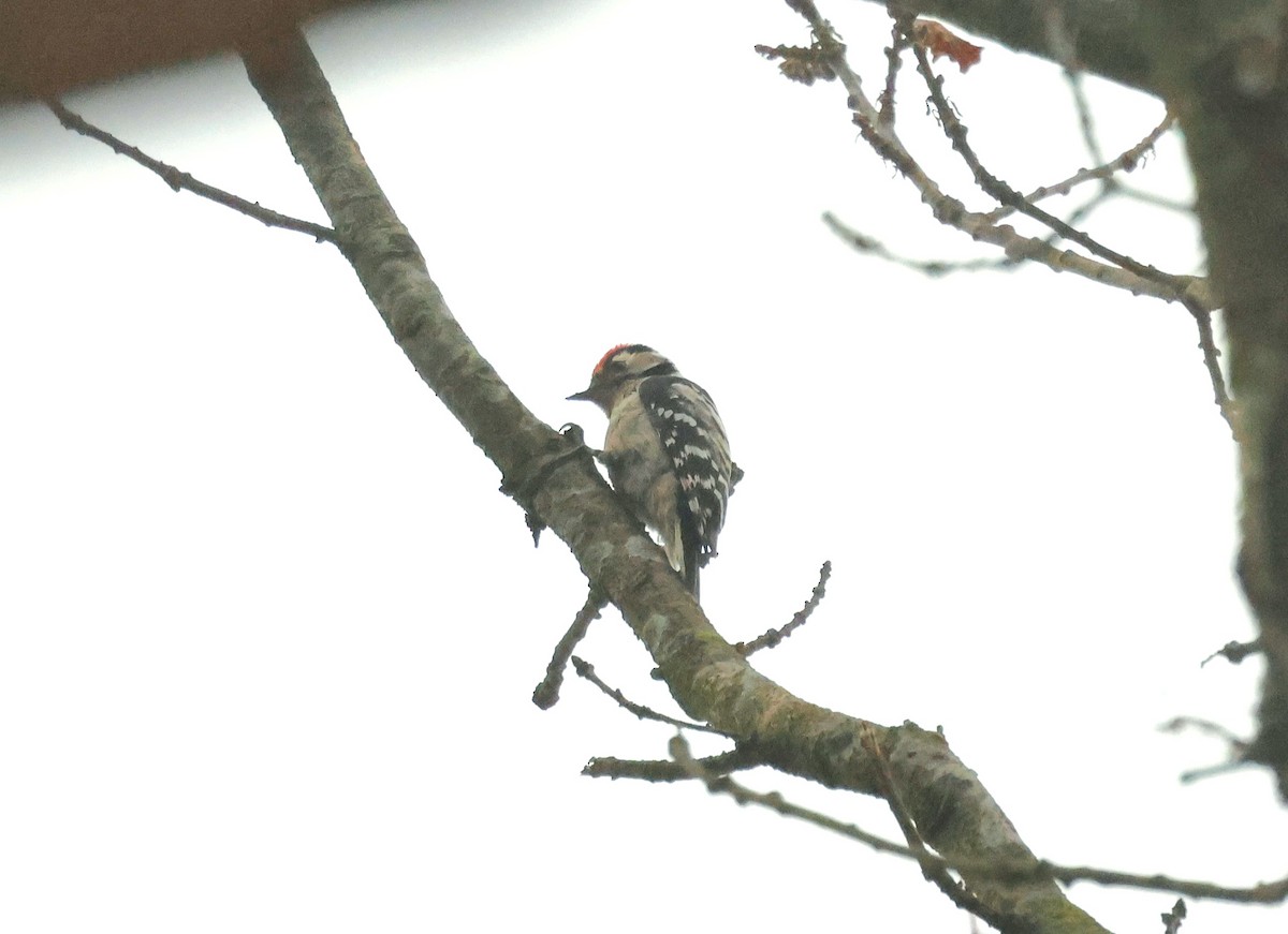 Цоохор тоншуул - ML631899726